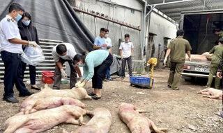 ‘Tuýt còi’ tất cả cơ sở giết mổ động vật vi phạm 