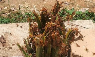 Châu chấu tre bùng phát, 12 tỉnh phía Bắc triển khai biện pháp ngăn chặn