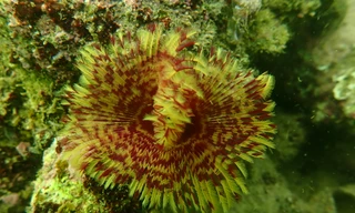  Hồi sinh những rạn san hô ở Cát Bà