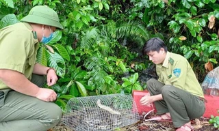 Trăn đất nặng 5 kg lạc vào nhà dân ở TP Đà Nẵng