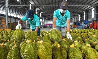 Sầu riêng 'vấp ngã' khiến xuất khẩu rau quả lao dốc