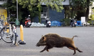 Cảnh sát mất 8 tiếng để vây bắt … một con lợn