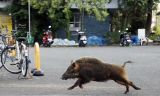 Cảnh sát mất 8 tiếng để vây bắt … một con lợn