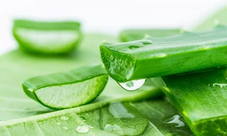 Những sai lầm khi dùng nha đam có thể gây ra tác hại khôn lường