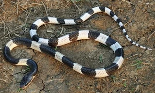 Đang ngủ, bé gái 4 tuổi bị rắn cạp nia bò vào nhà cắn tử vong