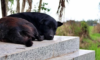 Tiết lộ về chú chó già 6 năm canh mộ cậu chủ ở Long An