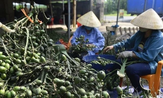 Việt Nam nhập khẩu rất nhiều cau Trung Quốc làm gì?