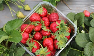 Dâu tây vào mùa ngon-bổ-rẻ, nhưng khi ăn nên nhớ kỹ điều này