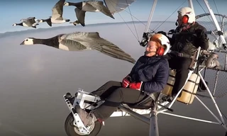 Bay lượn trên bầu trời cùng những đàn chim