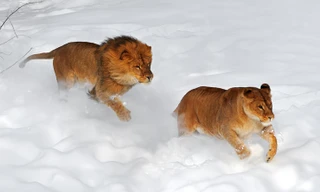 Sư tử nô đùa trong trận tuyết hiếm có trong lịch sử