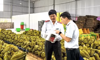 Sầu riêng nhiễm chất cấm: ‘Nếu đất không sạch, trái cũng khó lành’