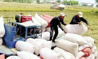 Mổ xẻ tình hình giá gạo ‘chạm đáy’ ngay đầu năm 