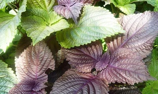 Loại rau được coi là thuốc quý tại Nhật, Việt Nam bán rẻ bèo, nhưng không phải ai cũng dùng được