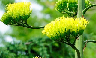 Nhiều người hiếu kỳ đi xem loài hoa trăm năm chỉ nở một lần trước khi chết