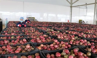 Thêm 4 mặt hàng nông sản xuất chính ngạch sang Trung Quốc