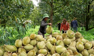Cám cảnh sầu riêng: Chỉ khi 'sạch từ gốc' mới thực sự ngọt lâu