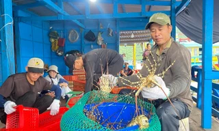 Lý do Trung Quốc thu mua rất nhiều tôm Việt Nam