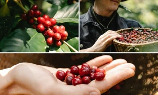 Cà phê Robusta Việt Nam đang bị đe dọa
