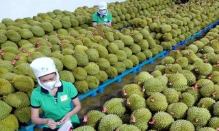 Sầu riêng 'lên ngôi vua' sau nhiều tháng bị thanh long, chuối vượt mặt