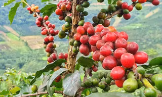 Lý do xuất khẩu cà phê, cá ngừ gặp khó 