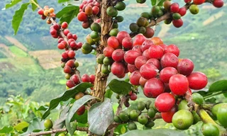 Thuế quan của ông Trump đối với Brazil làm rung chuyển thị trường cà phê
