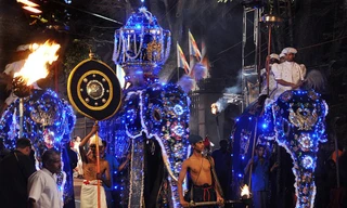 'Voi điên' làm loạn lễ hội, giẫm đạp làm bị thương 17 người