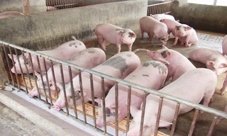 Vì sao giá thịt lợn tăng cao bất thường?