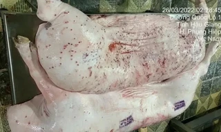 Lùm xùm thực phẩm C.P: Quy trình xử lý heo bệnh như thế nào? 