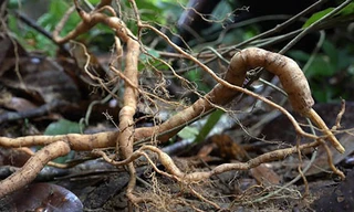 Quảng Nam bảo vệ nghiêm ngặt rừng sâm ba kích tím mới phát hiện