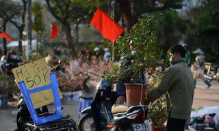 Chiều 30 Tết, đào rừng dán tem thành củi khô, quất bán 'đại hạ giá'