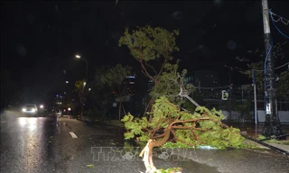 Mưa lớn, gió giật mạnh làm cây xanh gãy, đè trúng ô tô ở Bình Phước