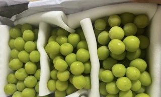 Kết quả kiểm tra nho Trung Quốc nhập vào Việt Nam