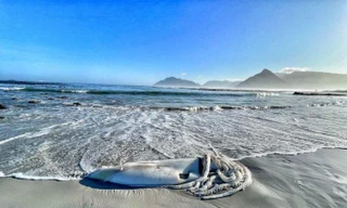 Cảnh tượng hiếm thấy, xác mực khổng lồ hơn 3m trôi dạt trên bãi biển Nam Phi