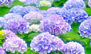 Những loại hoa tươi này có thể gây hại sức khỏe, cần lưu ý khi trưng bày trong nhà