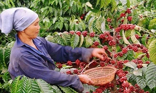 Giá cà phê Việt Nam cao nhất từ trước đến nay
