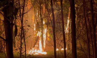 Đám cháy lá cây từ phía dưới và lan rộng tại các hàng cây dải phân cách giữa của Đại lộ Thăng Long