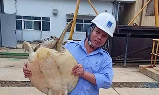 Cán bộ nhà máy Nhiệt điện Vũng Áng đưa đồi mồi đi thả về biển. Ảnh: Đ.H