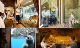 Kỳ lạ dịch vụ ở chung với hổ, báo, sư tử