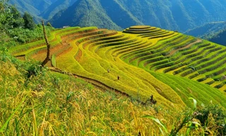 Ruộng bậc thang Mù Cang Chải được xếp hạng Di tích Quốc gia đặc biệt 