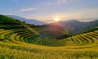 Mê mẩn mùa vàng nơi rẻo cao Mù Cang Chải