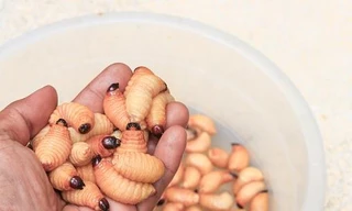 Các phi hành gia NASA có thể sẽ ăn đuông dừa trong các chuyến bay dài ngày trên vũ trụ