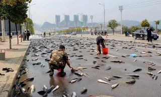 Bí ẩn không lời giải về thành phố ‘mưa cá’ hàng năm