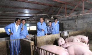 Philippines muốn mua thêm 500.000 liều vắc xin tả lợn châu Phi của Việt Nam