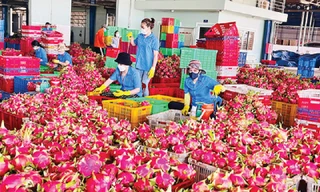 Thanh long bất ngờ soán ngôi 'vua' trái cây Việt Nam