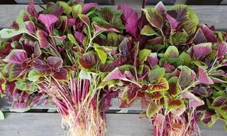 Những loại rau 'bổ hơn thịt' bán ngoài chợ giá rẻ bèo, nhiều người không biết mà ăn