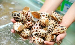 Trung Quốc chi tới 16 triệu USD mua ốc hương Việt Nam