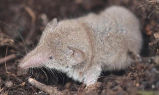 Virus Langya đã được tìm thấy ở chuột chù. Ảnh: Pixabay