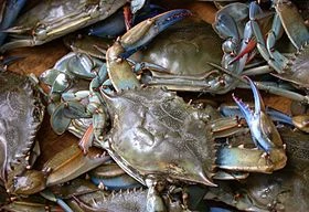 Dùng cá đuối dụ bắt cua khi nước lên ở Vũng Tàu