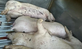 Thông tin liên quan tới heo bệnh phải tiêu hủy