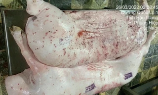 Cán bộ thú y đóng dấu sai với heo bệnh của C.P Việt Nam bị kỷ luật